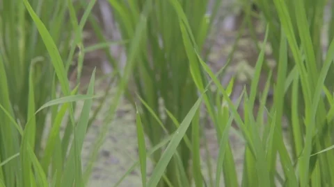 Closeup look of paddy field 库存影片 76701170