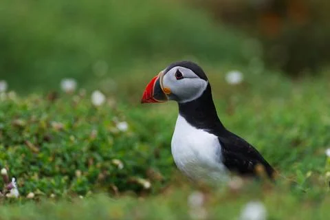 Closeup Look Stock Photos