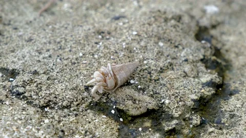 Closeup look at the small crab Stock Footage 169976066