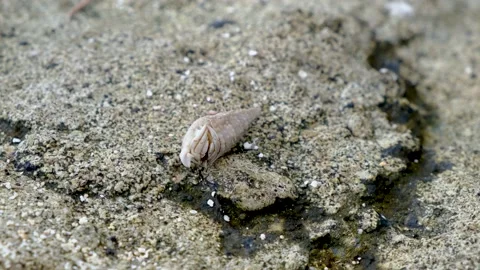 Closeup look at the small crab Stock Footage 169976151