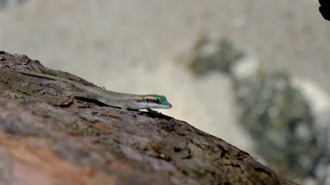Closeup look at the small lizard Stock Footage 169976125