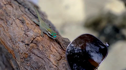 Closeup look at the small lizard Stock Footage 169976138