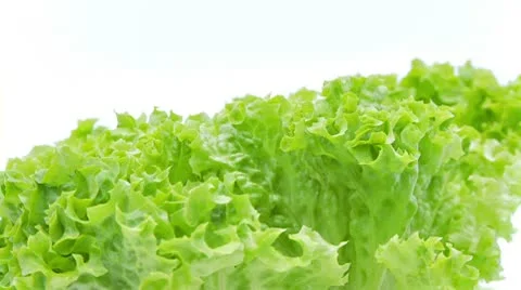 Closeup of loose leaf lettuce Stock Footage 8978542