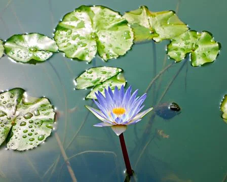 Closeup lotus Stock Photos