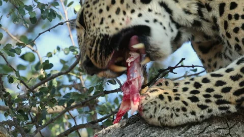 Closeup low angle: Leopard in tree eating leg of fresh antelope kill Stock Footage 303945889