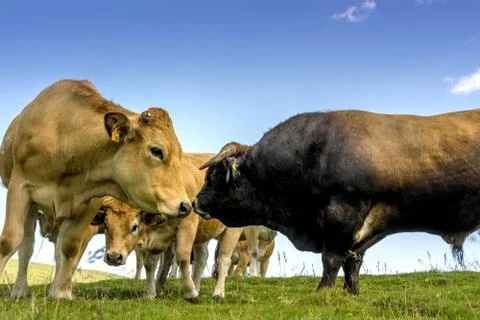 Closeup low angle shot of cows and a bull on the grass under a blue sky Stock Photos