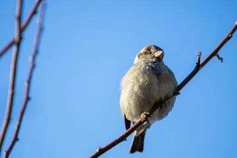 Closeup low angle shot of a Eurasian tree sparrow, Passer montanus standing on a 스톡 사진