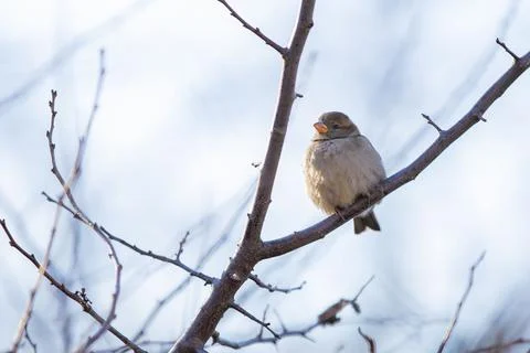 Closeup low angle shot of a Eurasian tree sparrow, Passer montanus standing on a Stock Photos