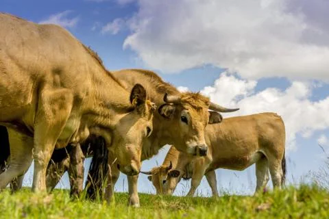 Closeup low angle shot of three cows eating and standing on the grass Stock Photos