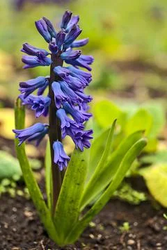 Closeup low-ground vertical view of single blue hyacinth (Hyacinthus) flower Stock Photos