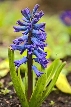 Closeup low-ground vertical view of single blue hyacinth (Hyacinthus) flower Stock Photos