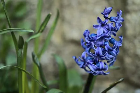 Closeup low-ground vertical view of single blue hyacinth (Hyacinthus) flower Stock Photos