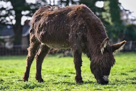 Closeup low ground view of cute dark brown donkey grazing at Goatstown, Dublin Stock Photos