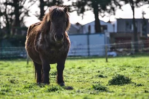 Closeup low ground view of cute dark brown shetland pony in Goatstown, Dublin Stock Photos