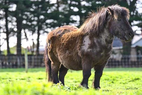 Closeup low ground view of cute dark brown shetland pony in Goatstown, Dublin Foto stock