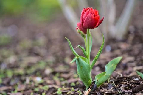 Closeup low ground view of single spring delicate red tulip on brown mulching Stock Photos