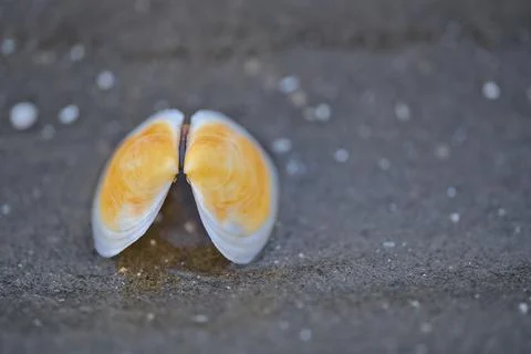 Closeup low ground view of small yellow seashell on sea sand Blackrock beach Stock Photos