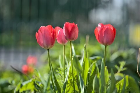 Closeup low ground view of spring delicate red tulips against vertical patterns Stock Photos