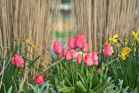 Closeup low ground view of spring delicate red tulips against fence pattern Stock Photos