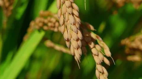 Closeup of low hanging ears of rice in rice field Stock Footage 236516565