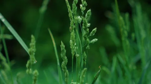 A closeup of lush green grass featuring emerging seed heads that symbolize Stock Footage 313283522