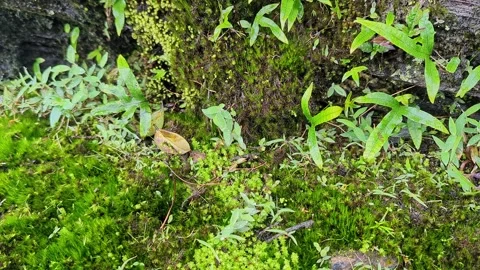Closeup of lush green moss and wild plants covering the forest floor Stock-Footage 346816863