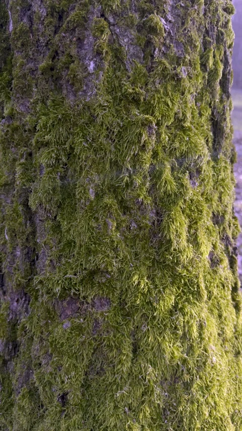 CloseUp of Lush, Mossy Tree Bark Surrounded by a Calm and Misty Forest Stock Footage 305278848