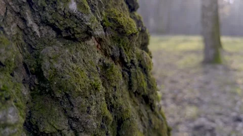 CloseUp of Lush, Mossy Tree Bark Surrounded by a Calm and Misty Forest Stock Footage 305279584