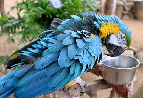 Closeup of a macaw parrot perched on a tree branch, drinking water in a zoo Foto stock