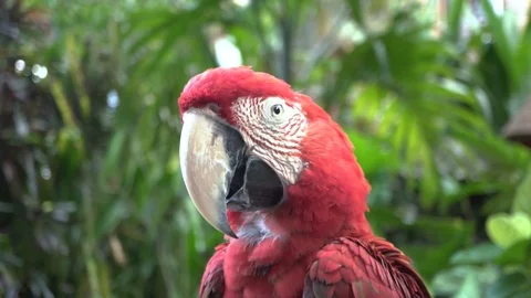 Closeup macaw red parrot portrait. Stock Footage 104494399