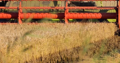 Closeup of a machine tractor harvesting rice on a vast field Stock Footage 222749822