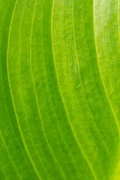 Closeup macro abstract green leaf background plant Stock Photos