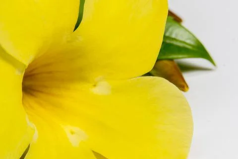 Closeup macro beautiful yellow spring flower Stock Photos