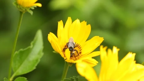 Closeup macro bee polinates the blossom flower during the day Stock Footage 213995181