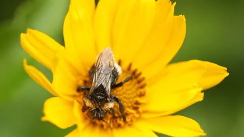 Closeup macro bee polinates the blossom flower during the day Stock Footage 213996161