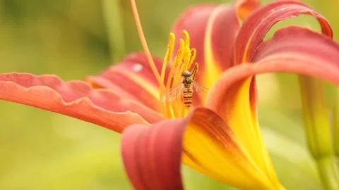 Closeup macro bee polinates the blossom flower during the day Stock Footage 213999799