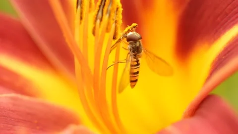 Closeup macro bee polinates the blossom flower during the day Stock Footage 213999954