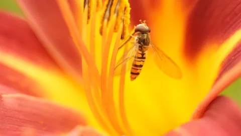 Closeup macro bee polinates the blossom flower during the day Stock Footage 214000302