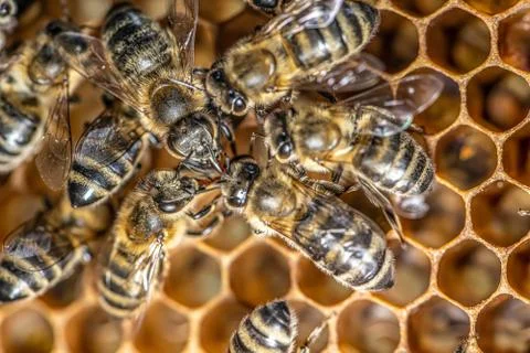 Closeup macro of bees on wax frame honeycomb in apiary Honey bee hive with se Stock Photos