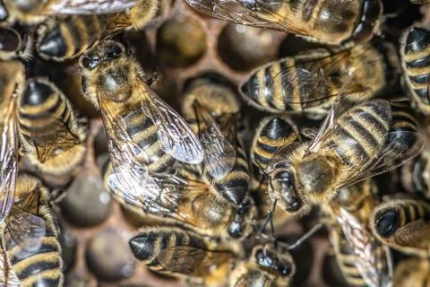Closeup macro of bees on wax frame honeycomb in apiary Honey bee hive with se Stock Photos