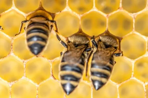 Closeup macro of bees on wax frame honeycomb in apiary Honey bee hive with se Stock Photos