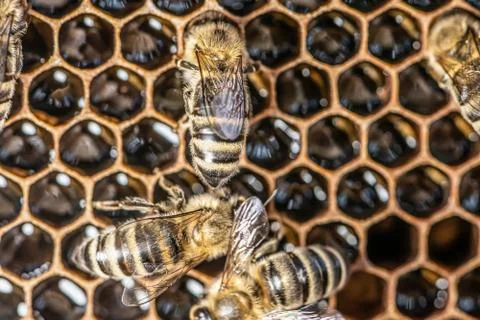 Closeup macro of bees on wax frame honeycomb in apiary Honey bee hive with se Stock Photos