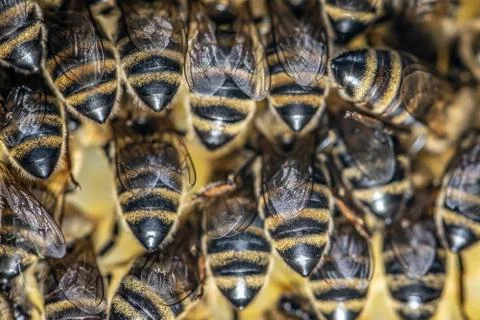 Closeup macro of bees on wax frame honeycomb in apiary Honey bee hive with se Stock Photos