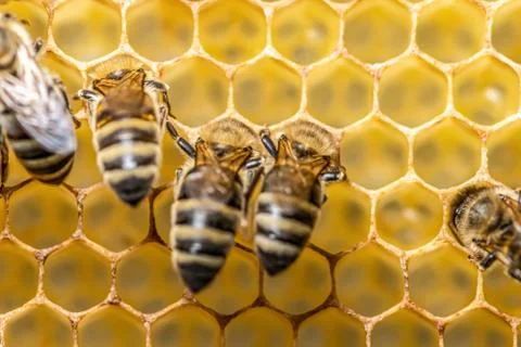 Closeup macro of bees on wax frame honeycomb in apiary Honey bee hive with se Stock Photos