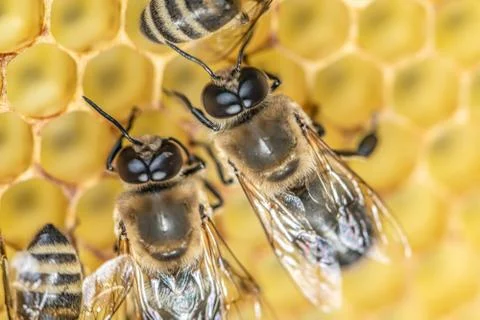 Closeup macro Big drone bee in honeycomb male bee with bee worker Stock Photos