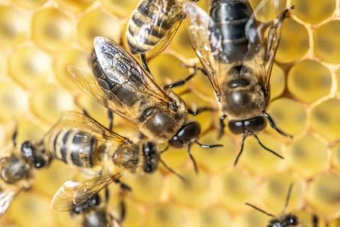 Closeup macro Big drone bee in honeycomb male bee with bee worker Stock Photos