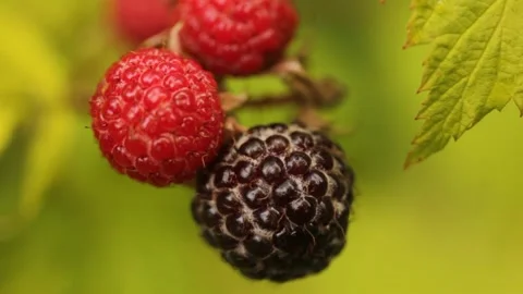 Closeup macro black and red raspberries on the branch Stock Footage 213994656