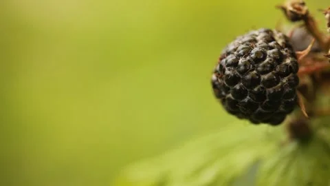 Closeup macro black raspberry on the branch in the garden duirng the day 스톡 동영상 213994632