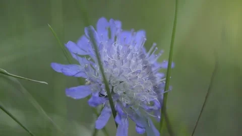 Closeup macro blue purple forest flower Stock Footage 144406180