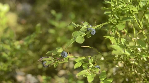 Closeup macro blueberries on the branch in the forest Stock Footage 144405786